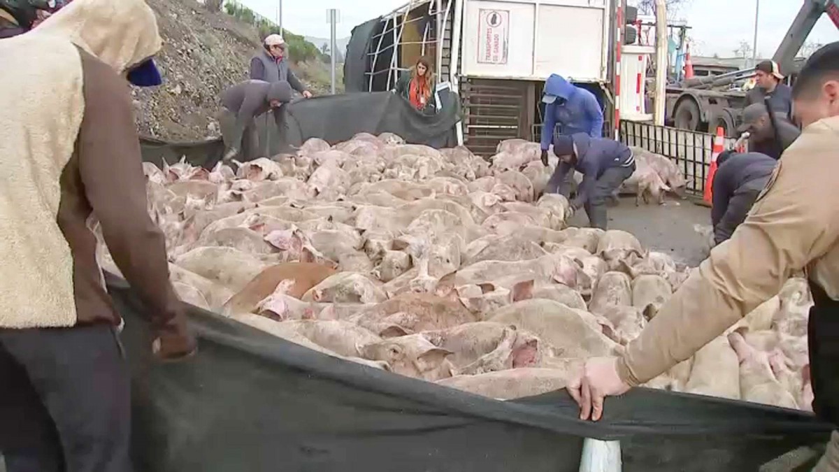 Camión con 400 cerdos volcó en acceso a Ruta 78 en Talagante: Animales salieron eyectados y al menos dos fallecieron