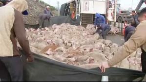 Camión con 400 cerdos volcó en acceso a Ruta 78 en Talagante: Animales salieron eyectados y al menos dos fallecieron