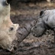 Buin Zoo abrió varias ofertas de trabajo para cuidadores, acuaristas, técnicos y profesionales. Conoce las vacantes disponibles y cómo postular en su plataforma en línea.
