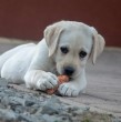 Conoce las recomendaciones de un médico veterinario sobre los alimentos que no deben comer los perros, a propósito de un video viral en que le dan wasabi a una mascota.