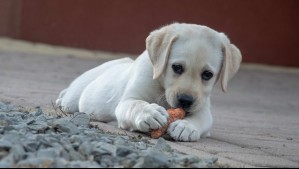 Los alimentos que no debes darle a tu perro según un médico veterinario