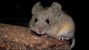 El secreto del mamífero que vive a mayor altura del mundo: estudio revela cómo sobrevive al frío extremo y la falta de oxígeno