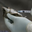 El Ministerio de Salud confirmó este domingo el fallecimiento de la mujer de la comuna de Palena que permanecía internada por virus Hanta, luego de haber sido trasladada hasta la ciudad de Concepción debido al grave deterioro de su estado de salud.