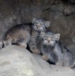 Cinco crías del gato de Pallas, conocido como el felino más gruñón del mundo, fueron presentadas en un zoológico de Japón y ya superan el kilo de peso. ¡Mira las fotos acá!