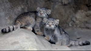 Zoólogico japonés exhibe fotos del 'felino más gruñón del mundo'