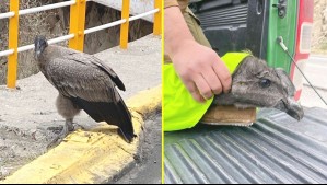 Rescatan a polluelo de cóndor que fue encontrado herido en la Ruta Los Libertadores