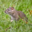 El Ministerio de Salud decretó por primera vez una alerta sanitaria por hantavirus, medida que regirá hasta julio de 2027 y que busca reforzar la respuesta ante el aumento de la letalidad del virus. Revisa los detalles a continuación.
