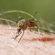 La seremi de Salud del Biobío, Isabel Rojas, confirmó que el ciudadano vietnamita que había sido internado y que falleció en las últimas horas en Talcahuano debido a un cuadro de fiebre hemorrágica, padecía malaria.