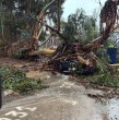 Una profesora de La Serena se enteró por WhatsApp de que un árbol había caído sobre su auto nuevo mientras ella estaba en clases. El hecho ocurrió durante el temporal que afecta a la ciudad.