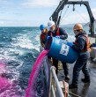 Una extensa mancha rosada apareció en las aguas del golfo de Maine, en Estados Unidos, como parte del primer experimento científico de este tipo aprobado por el Gobierno federal.