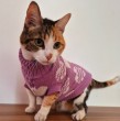 Un refugio de animales ubicado en la isla griega de Syros, en el mar Egeo, abrió una convocatoria para personas de distintos países interesadas en colaborar con el cuidado de gatos rescatados.