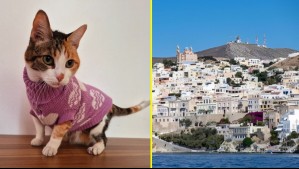 ¿Te gustaría cuidar gatos en una isla griega? Ofrecen alojamiento gratis y desayuno a voluntarios