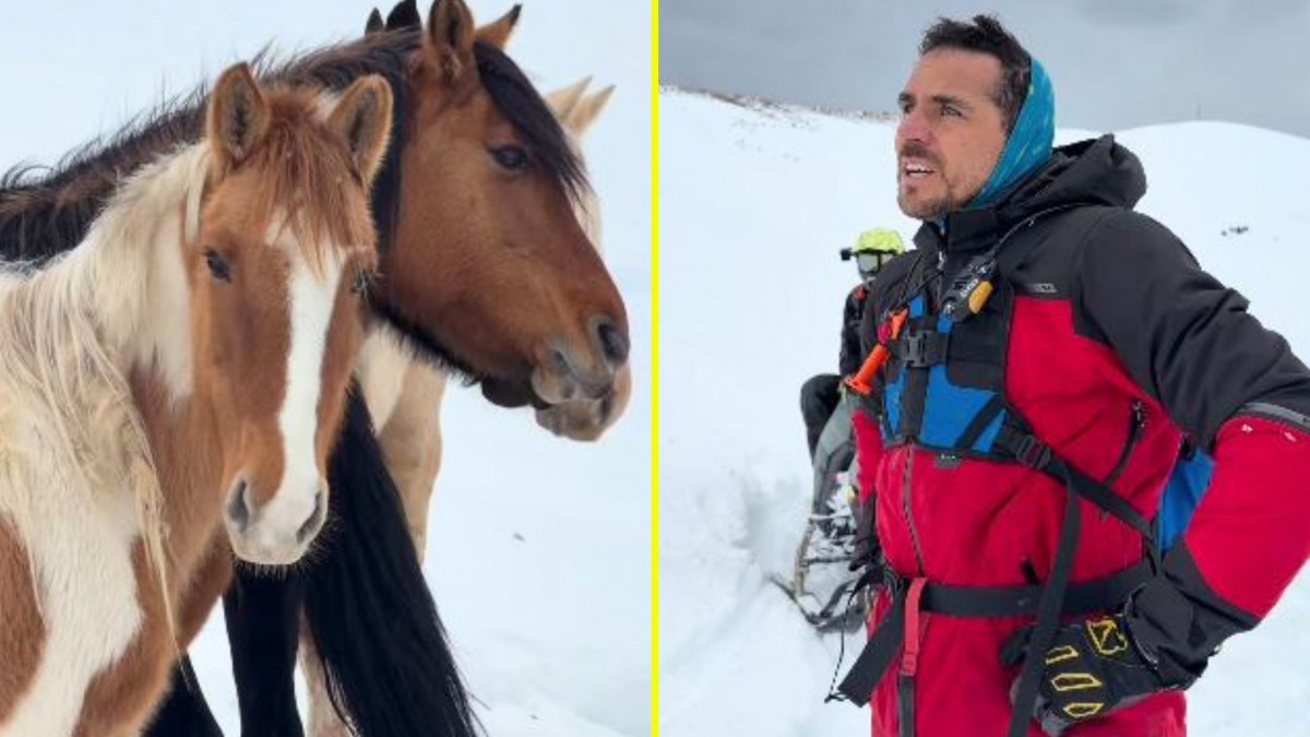 "De los rescates más lindos que hemos hecho": Pangal Andrade participó en operativo para salvar a caballos atrapados en la nieve