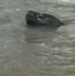 Las intensas lluvias en la zona sur han provocado diversas afectaciones y más de alguna sorpresa, como un inesperado visitante en la comuna de Traiguén: un lobo marino que apareció a casi 80 km de la costa. ¡Detalles!