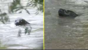 'Los vecinos estaban bastante impresionados': Lobo marino causa sorpresa al aparecer a casi 80 km de la costa en río de Traiguén