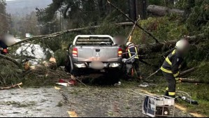 Árbol cae sobre camioneta y provoca la muerte de dos personas en Panguipulli