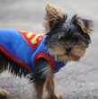 El invierno trae consigo un aumento de las enfermedades respiratorias, una situación que no solo afecta a las personas, sino también a mascotas. Conoce como evitar el riesgo de enfermedades respiratorias en perros y gatos.