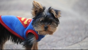 ¿Cómo evitar riesgo de enfermedades respiratorias en mascotas?