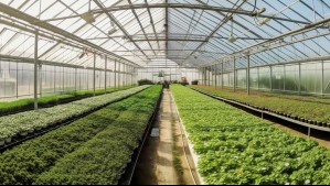 Debía 97 millones de dólares y logró evitar la quiebra: Así fue el acuerdo que salvó a importante empresa agrícola chilena