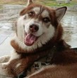 Lucas, un husky siberiano de tres años, se convirtió en el primer perro de México en recibir una pensión alimentaria tras el divorcio de sus dueños. El fallo marca un precedente para la protección de las mascotas en procesos de separación.