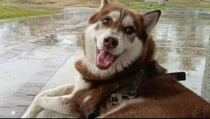 Perro recibirá pensión alimenticia tras el divorcio de sus dueños: Exesposo se negaba a hacerse cargo de la mascota