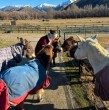 El santuario animal Kind Farm busca voluntarios internacionales para colaborar en el cuidado de distintas especies rescatadas. Conoce los requisitos para postular al voluntariado.
