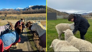 Ofrecen alojamiento y capacitación: Buscan voluntarios para cuidar caballos y animales rescatados en Nueva Zelanda