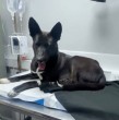 Un hombre de 53 años fue detenido en la ciudad de Concepción, región del Biobío, debido al presunto abuso sexual de tres perros con los que vivía en un ruco a las afueras del Hospital Regional de la ciudad penquista. ¡Detalles!