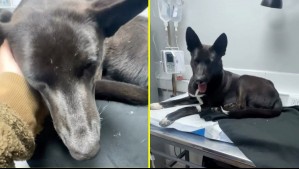 Detienen a hombre acusado de abusar a tres perros al interior de un ruco en el centro de Concepción