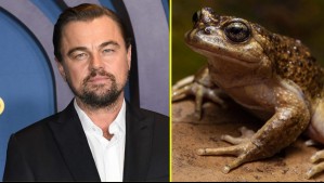 Leonardo DiCaprio alza la voz pide proteger a rana chilena ante riesgo de su hábitat: 'Quedan menos de mil'