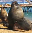 A través de redes sociales, el diputado Sebastián Videla denunció presuntos ataques con armas blancas a lobos marinos en la costa de la ciudad de Antofagasta. Hizo un llamado a entregar antecedentes en caso de haber presenciado una agresión.