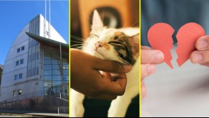 Disputa por el gato terminó en tribunales: Corte de Valdivia rechazó la tenencia compartida tras quiebre de pareja
