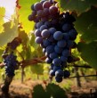 La Viña Concha y Toro mantiene ofertas de trabajo disponibles a través de Laborum. Las vacantes se concentran principalmente en la Región Metropolitana y contemplan cargos en áreas como operaciones, logística, ventas, marketing y tecnología.
