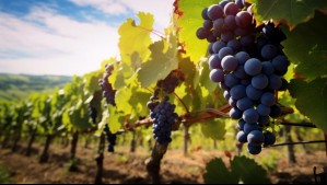Viña Concha y Toro ofrece empleos: Revisa las vacantes disponibles y sus requisitos para postular