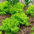 Lechugas modificadas genéticamente producen mioglobina, la proteína responsable del sabor y color de la carne. El hallazgo busca revolucionar las alternativas vegetales con menor impacto ambiental.