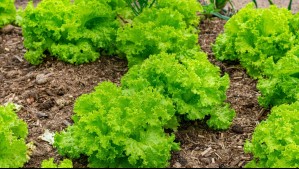 ¿Carne o ensalada? Crean lechuga que produce proteína animal