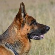 El Ministerio Público se encuentra investigando la muerte de una adulta mayor que falleció el pasado jueves luego de ser atacada por tres perros pastores alemanes mientras visitaba a unos parientes en la comuna de Quirihue. ¡Detalles!