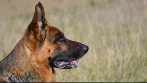 'Fue trasladada con escasos signos vitales': Adulta mayor muerte tras ser atacada por tres perros pastores alemanes en el Ñuble