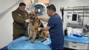 Denuncia en redes sociales termina con mujer detenida por maltrato animal en Maipú