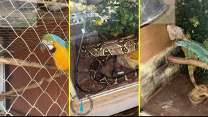 Denuncia por VIF permitió descubrir tenencia ilegal de animales exóticos en Coronel: Tortuga murió y dos monos escaparon