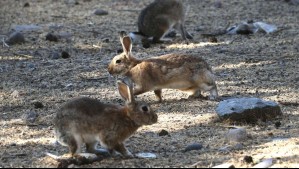 'Han pasado máquinas destruyendo todo': Abogado denuncia maltrato animal ante desaparición de colonia de conejos en Las Condes