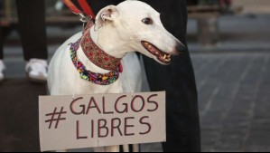 Avanza proyecto que prohíbe las carreras de galgos: Estas son las sanciones que contempla la iniciativa