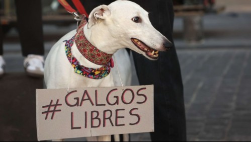 Avanza proyecto que prohíbe las carreras de galgos: Estas son las sanciones que contempla la iniciativa