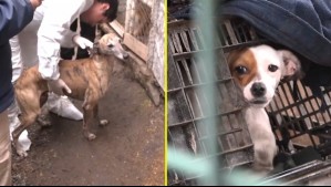Con agua estancada, frío y en bajo peso: rescatan a 15 perros desde criadero ilegal en Melipilla, incluidos 5 galgos