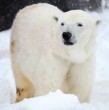 Un turista fue multado con 5.000 dólares en Noruega luego de utilizar intencionalmente la bocina de un crucero para despertar a un oso polar en el archipiélago de Svalbard.