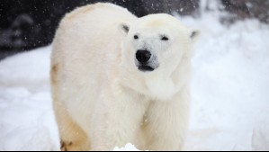Multan a turista en Noruega por despertar a un oso polar con la bocina de un crucero