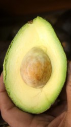 ¿Podría bajar el precio de la palta?