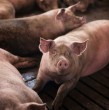 Selah\\\'s Pig Sanctuary, ubicado en Keaau, en la Isla Grande de Hawái, Estados Unidos, lanzó una convocatoria internacional para incorporar voluntarios que quieran colaborar en el cuidado de cerdos.