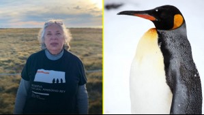 De educadora de párvulos a guardiana de 200 pingüinos rey: La historia de Cecilia Durán en el sur de Chile