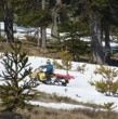 En la Reserva Nacional Malalcagüello, en la comuna de Curacautín, turistas ingresaron motos de nieve que causaron daños a ejemplares de Araucaria Araucana, especie protegida y en peligro de extinción.